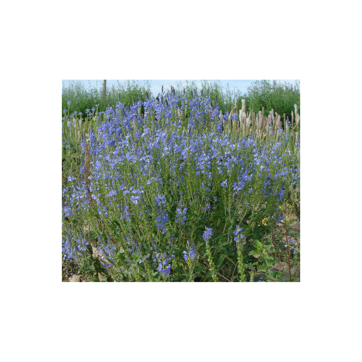 Modrá lúka zvončeková - Planta Naturalis - lúčna zmes - 50 g