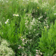 Biela lúka čipkovaná - Planta Naturalis - lúčna zmes - 10 g