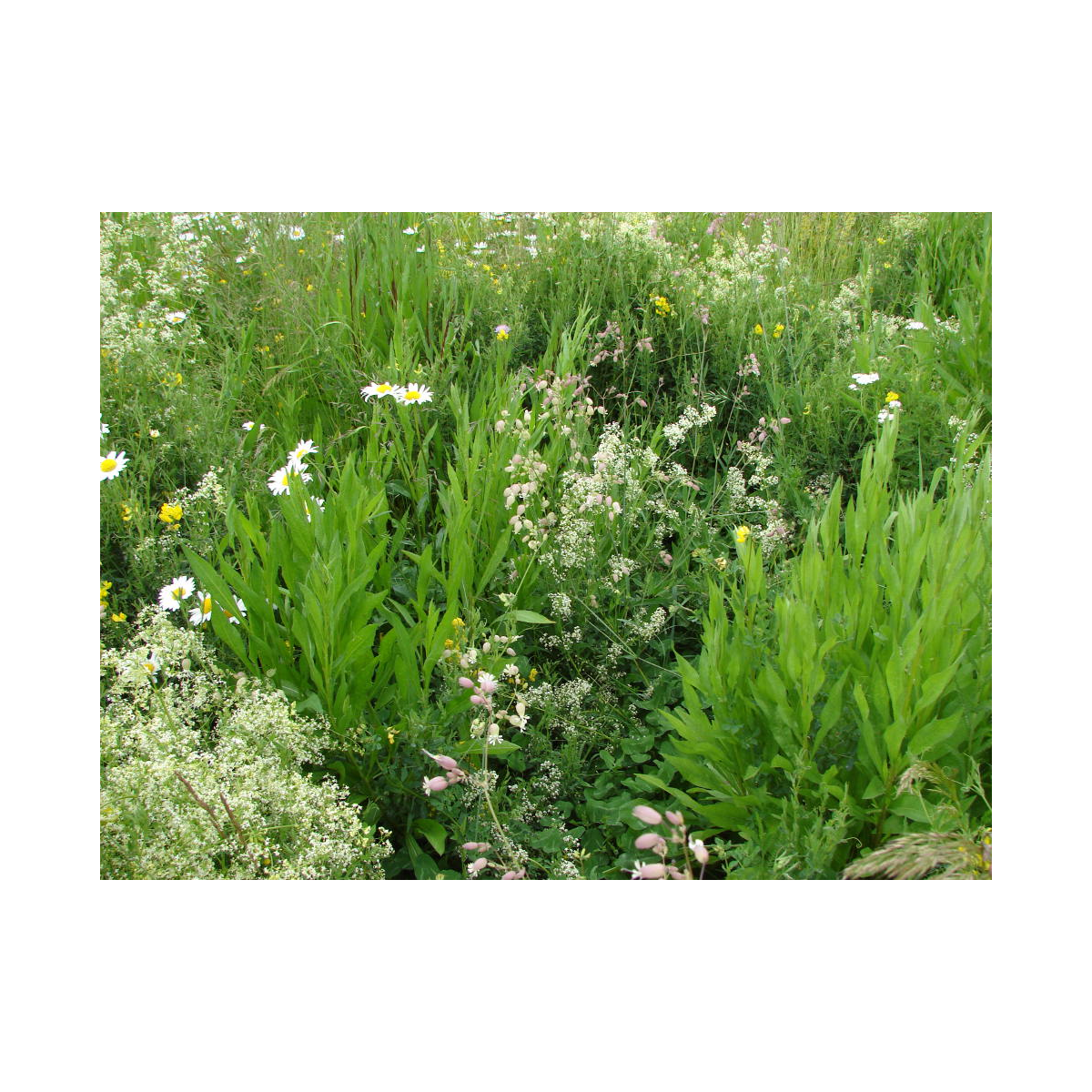 Biela lúka čipkovaná - Planta Naturalis - lúčna zmes - 10 g