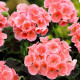 Muškát krúžkovaný Nekita F1 Salmon - Pelargonium Zonale - Semená - 4 ks
