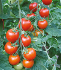 Paradajka - Bejbino F1 - Solanum lycopersicum - Semená rajčiaka - 7 Ks