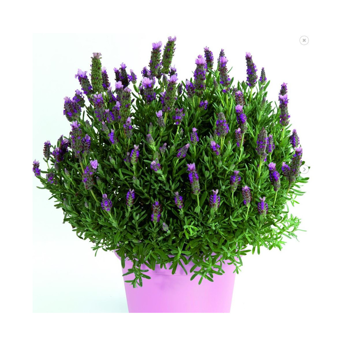 Levanduľa Francúzska - Lavita Pink - Lavandula Stoechas - Semená levandule - 20 ks