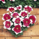 Petúnia mnohokvetá - Red Frost F1 - Petunia Multiflora - predaj semien - 20 ks