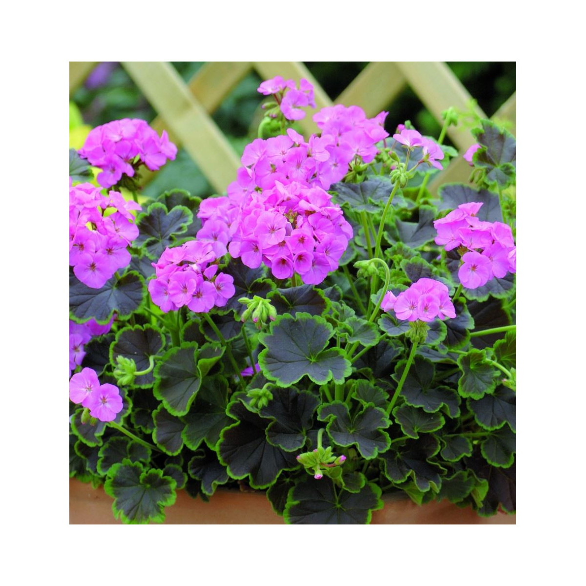 Muškát Krúžkovaný Nekita F1 Pink - Pelargonium Zonale - Semená - 4 Ks