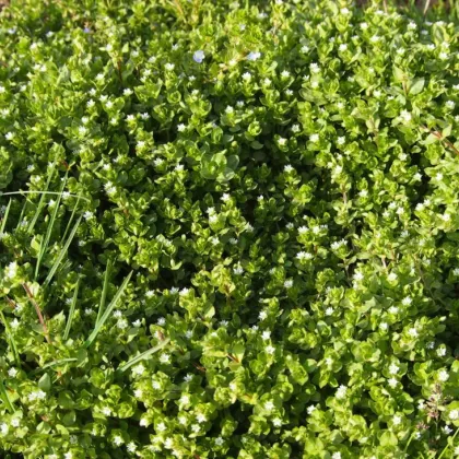 Hviezdica prostredná - Stellaria media - predaj semien - 500 ks