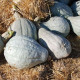 Tekvica Blue Hubbard - Cucurbita Maxima - Semená - 7 Ks