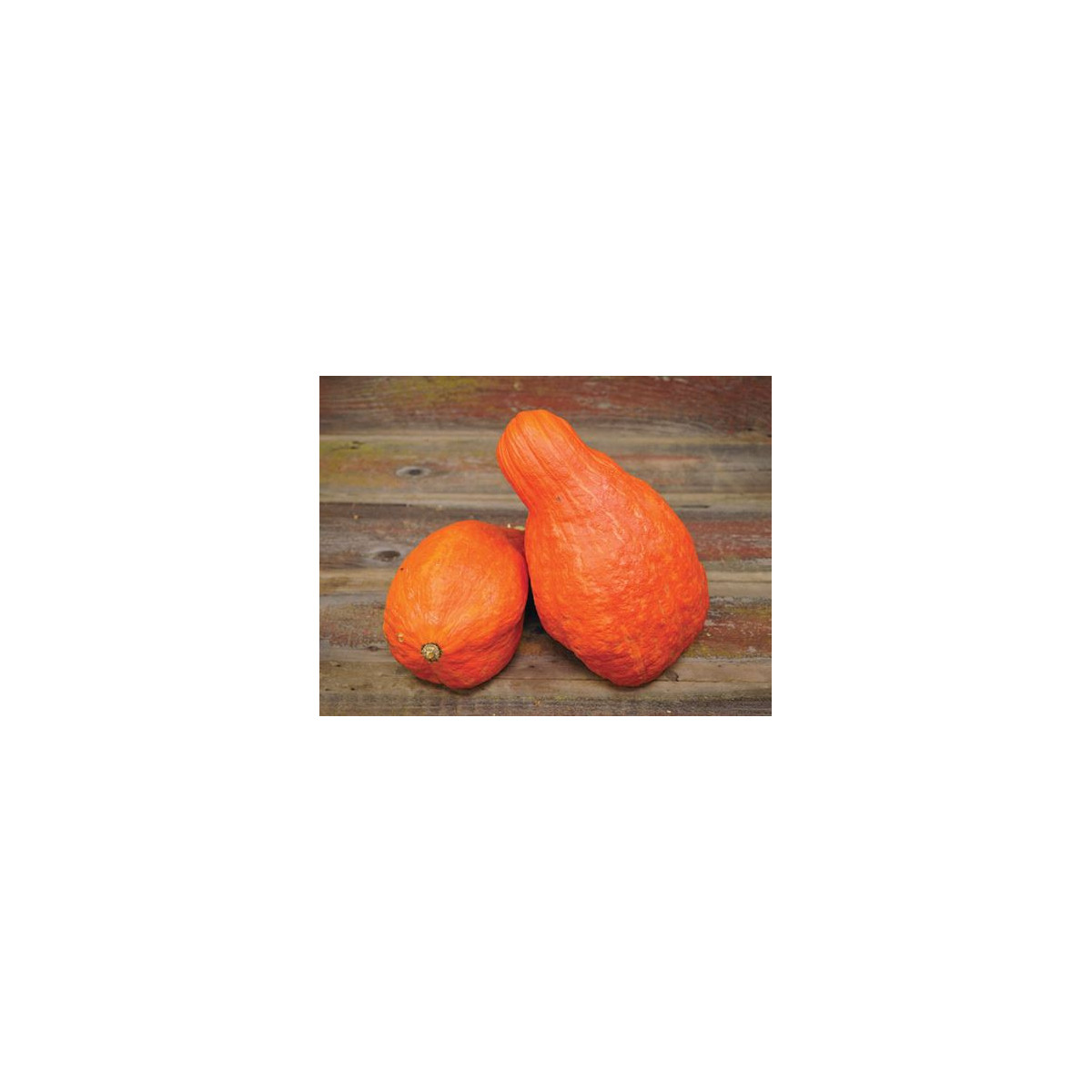 Tekvica Boston Marrow - Cucurbita maxima - predaj semien - 8 ks