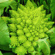 Karfiol Veronica - Brassica Oleracea L. Convar. Botrys - semiačka - 10 ks