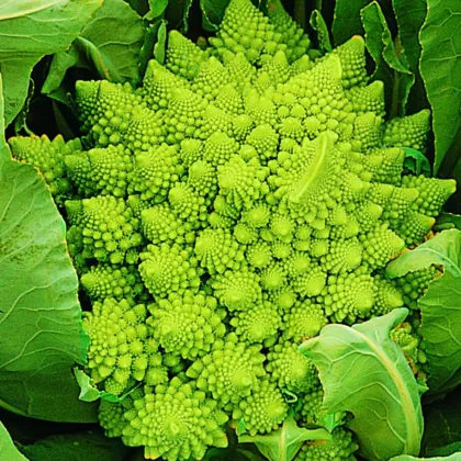 Karfiol Veronica - Brassica Oleracea L. Convar. Botrys - semiačka - 10 ks