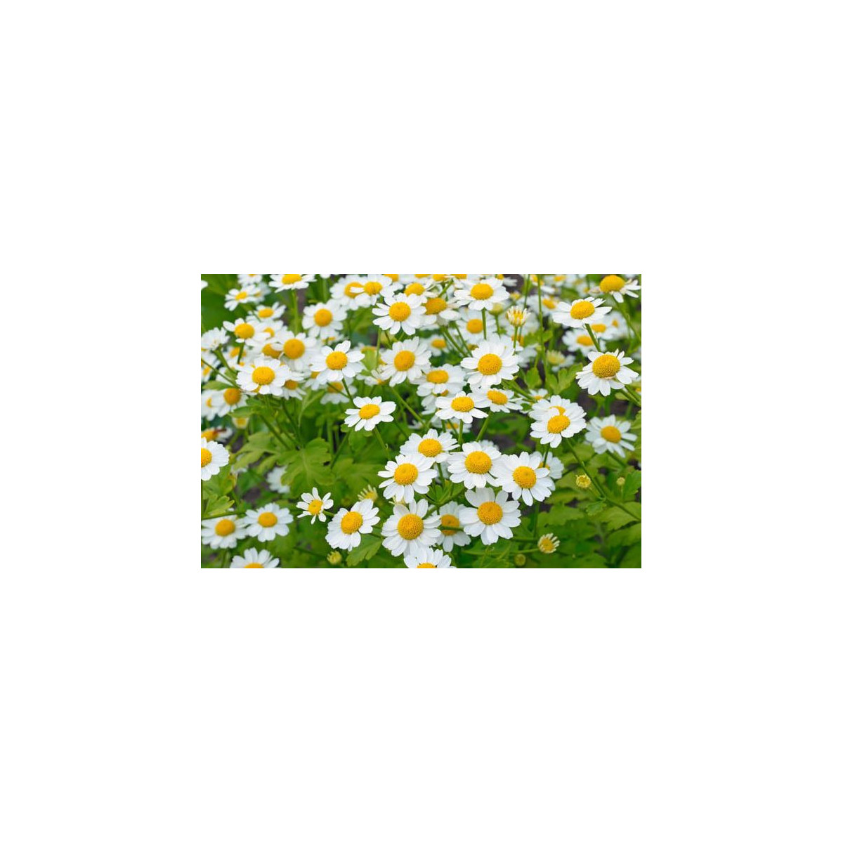Rimbaba žltá - Chrysanthemum parthenium aureum Golden Feverfew - semiačka - 400 ks