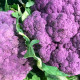 Karfiol Hybridný Fialový Grafitti F1 - Brassica Oleracea L. Convar. Botrys - Semená - 10 ks