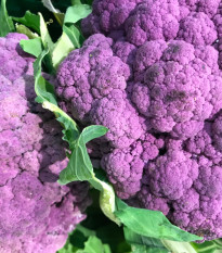Karfiol Hybridný Fialový Grafitti F1 - Brassica Oleracea L. Convar. Botrys - Semená - 10 ks