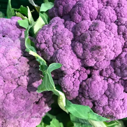 Karfiol Hybridný Fialový Grafitti F1 - Brassica Oleracea L. Convar. Botrys - Semená - 10 ks