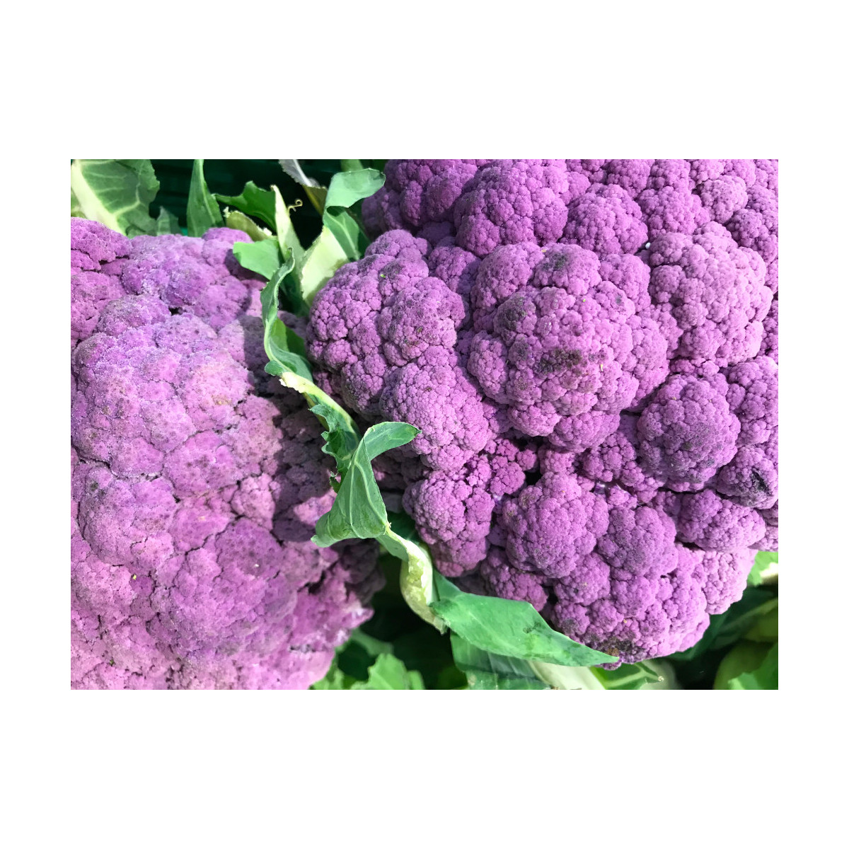 Karfiol Hybridný Fialový Grafitti F1 - Brassica Oleracea L. Convar. Botrys - Semená - 10 ks