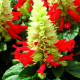 Šalvia Žiarivá Red And White - Salvia Splendens - predaj semien - 20 Ks