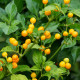 Chilli Aji Charapita - Capsicum chinense - predaj semien - 7 ks