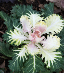 Okrasná kapusta Peacock F1 Biela - Brassica Oleracea - predaj semien - 20 ks