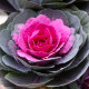 Okrasná kapusta Sunset F1 - Brassica Oleracea - predaj semien - 20 ks