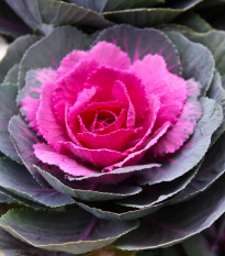 Okrasná kapusta Sunset F1 - Brassica Oleracea - predaj semien - 20 ks
