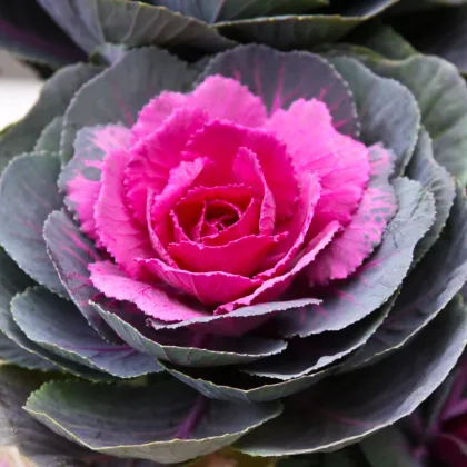 Okrasná kapusta Sunset F1 - Brassica Oleracea - predaj semien - 20 ks