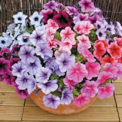 Petúnia Superbissima zmes - Petunia nana compacta - semená - 20 ks