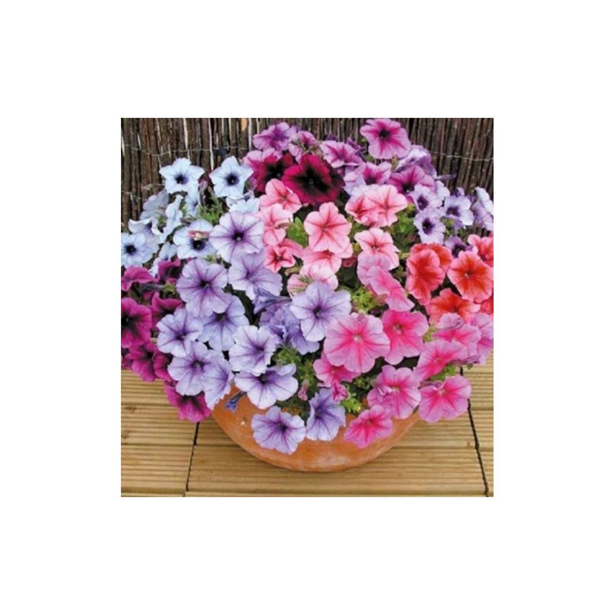 Petúnia Superbissima zmes - Petunia nana compacta - semená - 20 ks