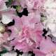 Petúnia Pirouette F1 - Orchid Mist - Petunia Grandiflora - predaj semien petúnie - 20 ks