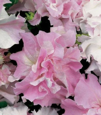 Petúnia Pirouette F1 - Orchid Mist - Petunia Grandiflora - predaj semien petúnie - 20 ks