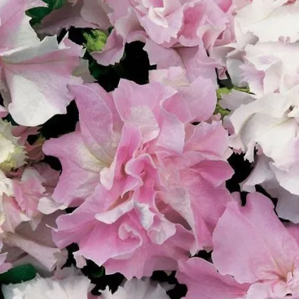 Petúnia Pirouette F1 - Orchid Mist - Petunia Grandiflora - predaj semien petúnie - 20 ks