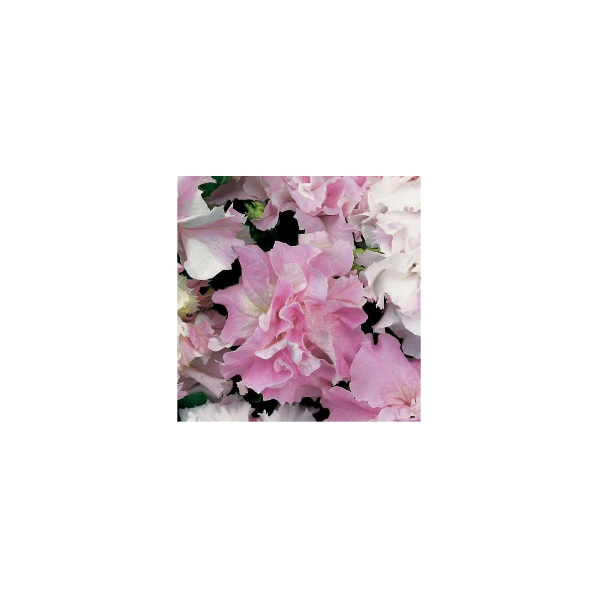 Petúnia Pirouette F1 - Orchid Mist - Petunia Grandiflora - predaj semien petúnie - 20 ks