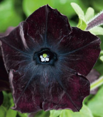 Petúnia Sophistica Blackberry F1 - Petunia grandiflora - predaj semien - 15 ks