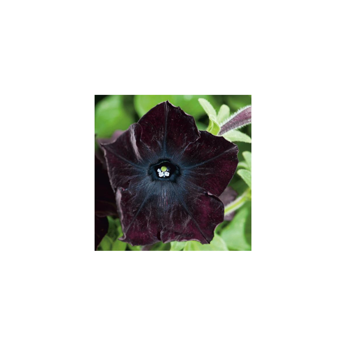 Petúnia Sophistica Blackberry F1 - Petunia grandiflora - predaj semien - 15 ks