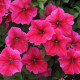 Petúnia Rose Of Heavens ružová - Petunia Nana Compacta - semienka - 20 ks