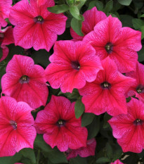 Petúnia Rose Of Heavens ružová - Petunia Nana Compacta - semienka - 20 ks