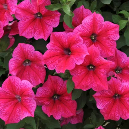 Petúnia Rose Of Heavens ružová - Petunia Nana Compacta - semienka - 20 ks