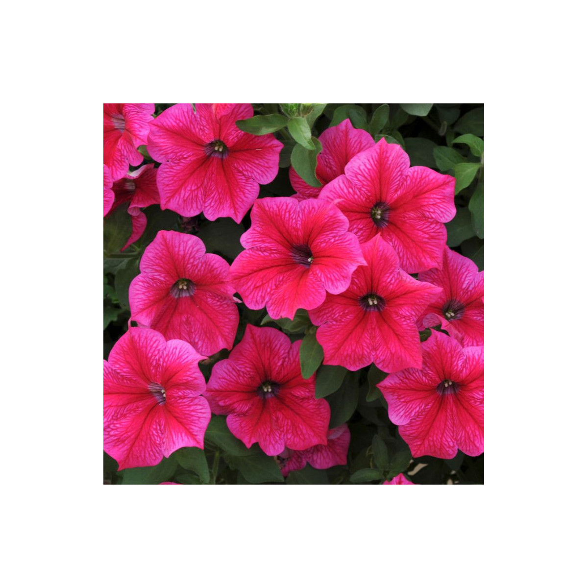 Petúnia Rose Of Heavens ružová - Petunia Nana Compacta - semienka - 20 ks