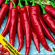 Paprika Hodonínska sladká - Capsicum annuum - predaj semien - 90 ks
