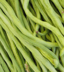 Vigna Čínska Metro - Fazuľa - Vigna Sinensis - semená 40 ks