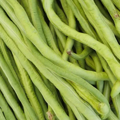 Vigna Čínska Metro - Fazuľa - Vigna Sinensis - semená 40 ks