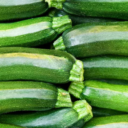 Bio Cuketa F1 Partenón - Cucurbita Pepo - Bio semiačka - 5 ks