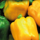 Paprika Gemini F1 - Capsicum annuum - predaj semien- 10 ks