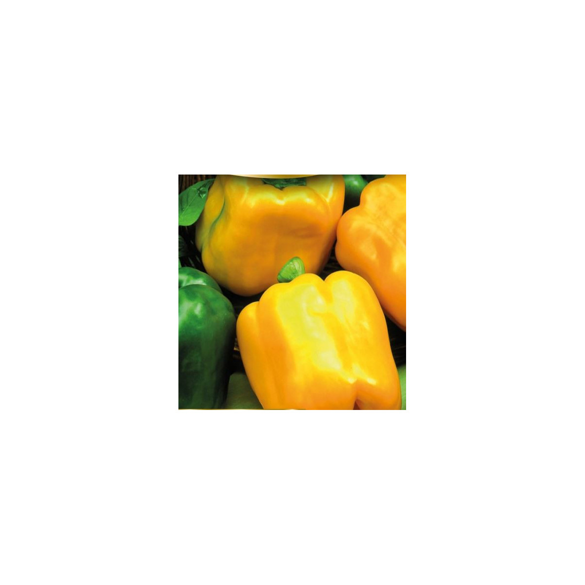 Paprika Gemini F1 - Capsicum annuum - predaj semien- 10 ks