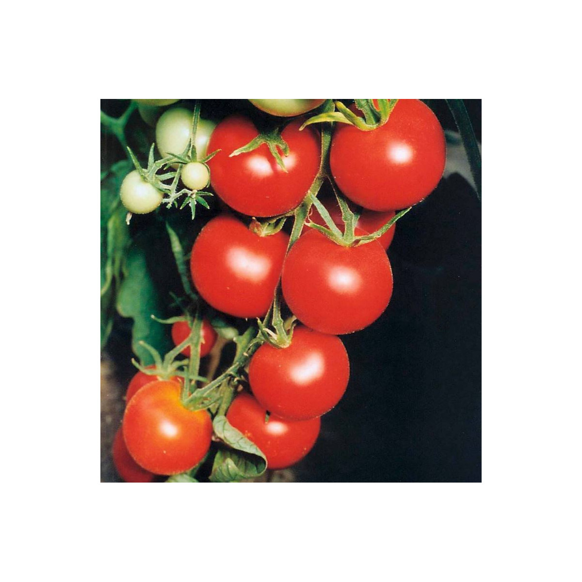 Paradajka Tamina - Solanum lycopersicum - predaj semien rajčiaka - 20 Ks