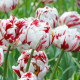 Tulipán Carnaval de Nice - Tulipa - predaj cibuľovín - 3 ks