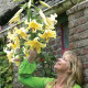 Ľália Honeymoon - Lilium - predaj cibuľovín - 1 ks