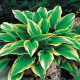 Funkia - Hosta Aureomarginata - predaj cibuľovín - 1 ks