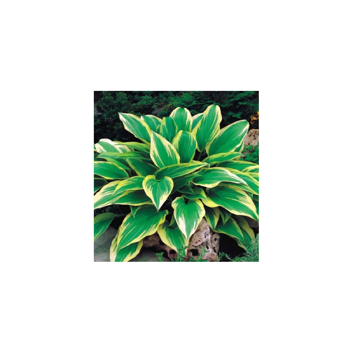 Funkia - Hosta Aureomarginata - predaj cibuľovín - 1 ks