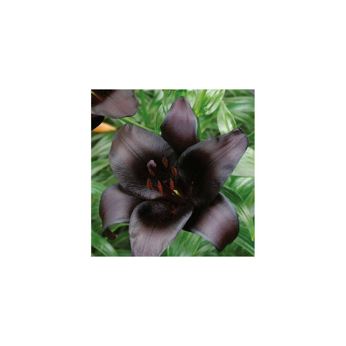Ľalia Nightrider - Lilium - predaj cibuľovín - 1 ks