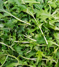 BIO Rukola Roma - Diplotaxis tenuifolia -  semiačka - 50 ks