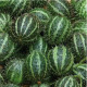 Uhorka angreštová - Cucumis myriocarpus  - predaj semien - 6 ks